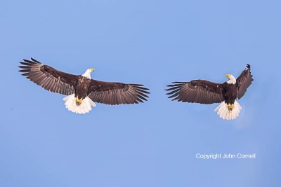 Bald-Eagle;Eagle;Flying-Bird;Haliaeetus-leucocephalus;Photography;action;active;